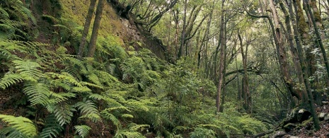 Bosque no Parque Nacional de Garajonay