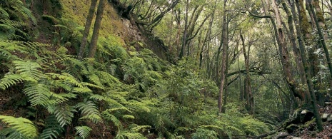 Bosco nel Parco Nazionale di Garajonay