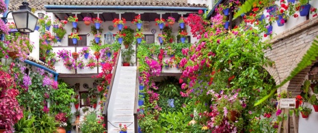 Pátio com flores em Córdoba