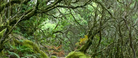 Parc national de Garajonay à La Gomera