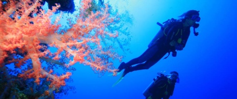 Plongée sous-marine