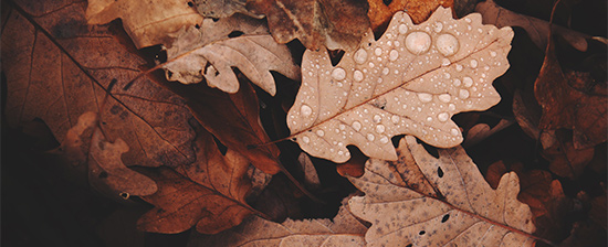 Осенние листья © Daniel Frank