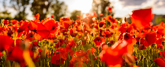 パラフルジェルの花々、ジローナ © Leonard Cotte