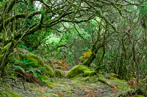 Parco Nazionale di Garajonay