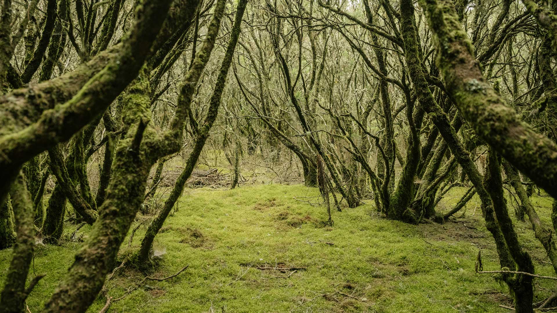 Forêt de laurisylve, îles Canaries Forêt de laurisylve, îles Canaries