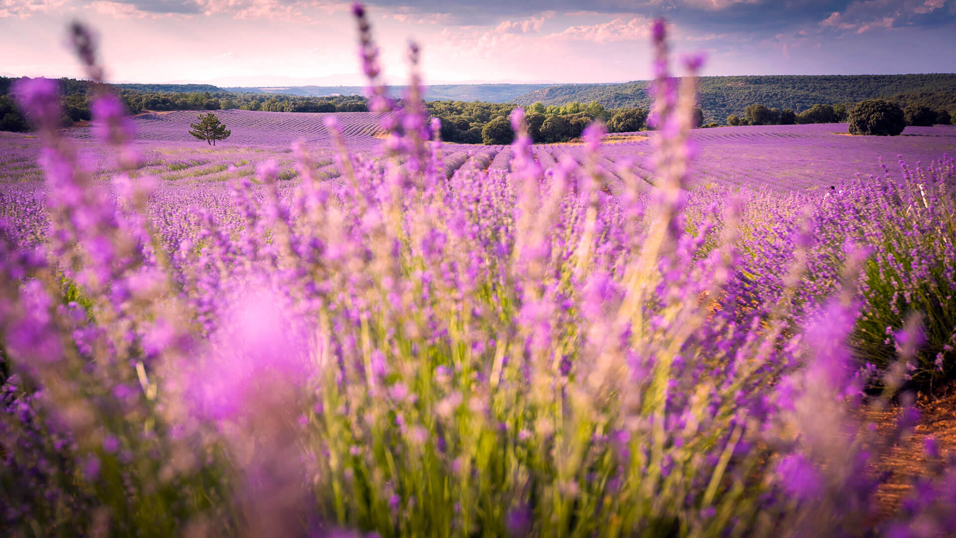 15 floraisons spectaculaires à découvrir de près