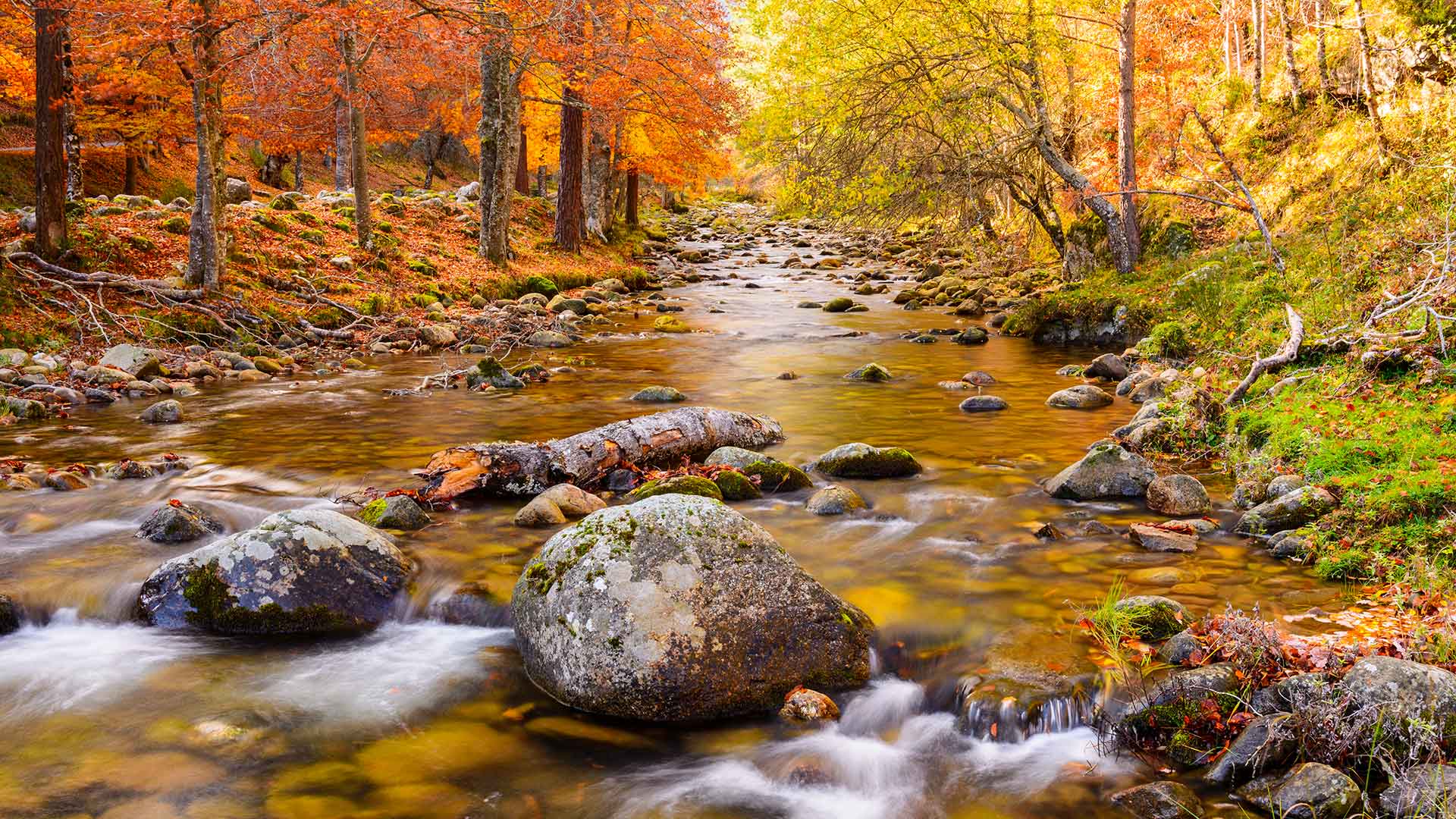 Forêts en Espagne Forêts en Espagne