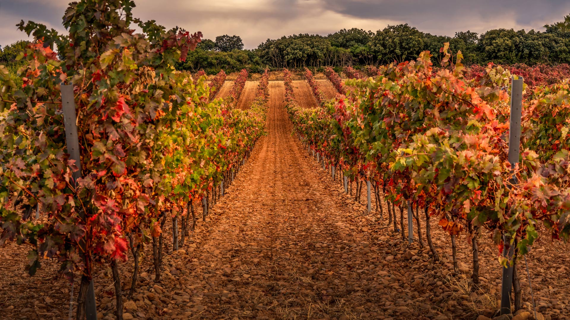 Are you familiar with our wine routes? Are you familiar with our wine routes?