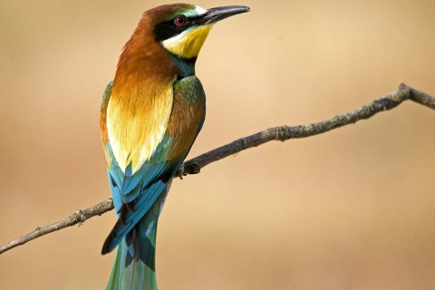 Bee-eater