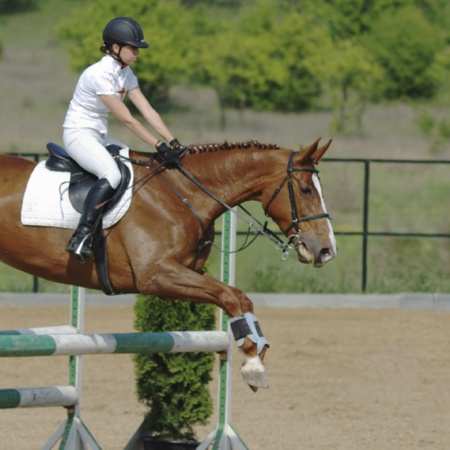 Équitation