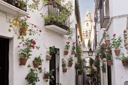 Calleja de las Flores w Kordobie