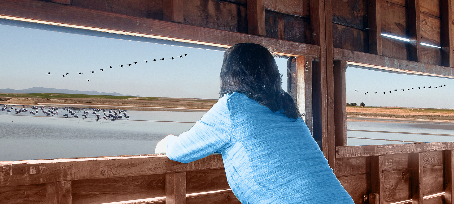 Donna che osserva esemplari di uccelli in un parco naturale Donna che osserva esemplari di uccelli in un parco naturale