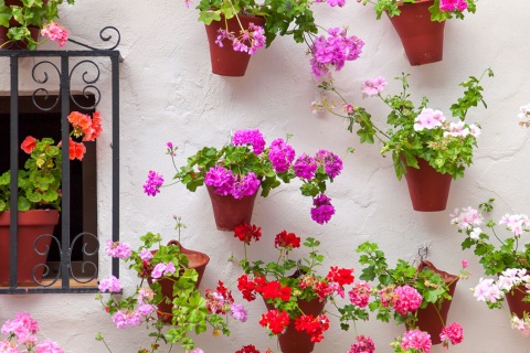 Flores en Córdoba