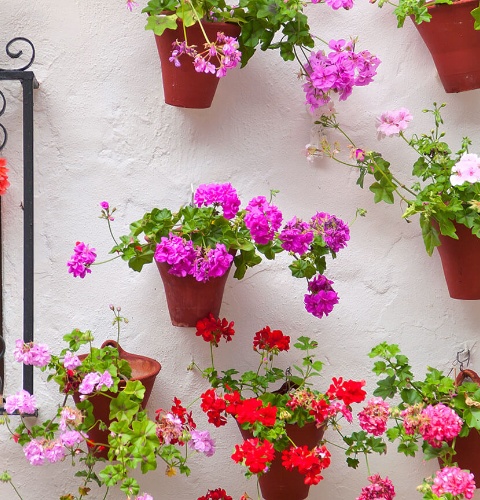 Flowers in Cordoba