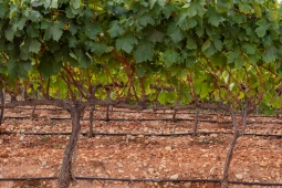 Vinhedos na região de Montilla-Moriles, Andaluzia