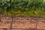 Winnice w regionie Montilla-Moriles, Andaluzja