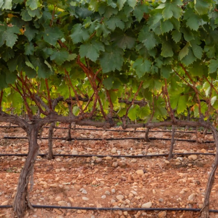 Vineyards in the Montilla-Moriles region, Andalusia