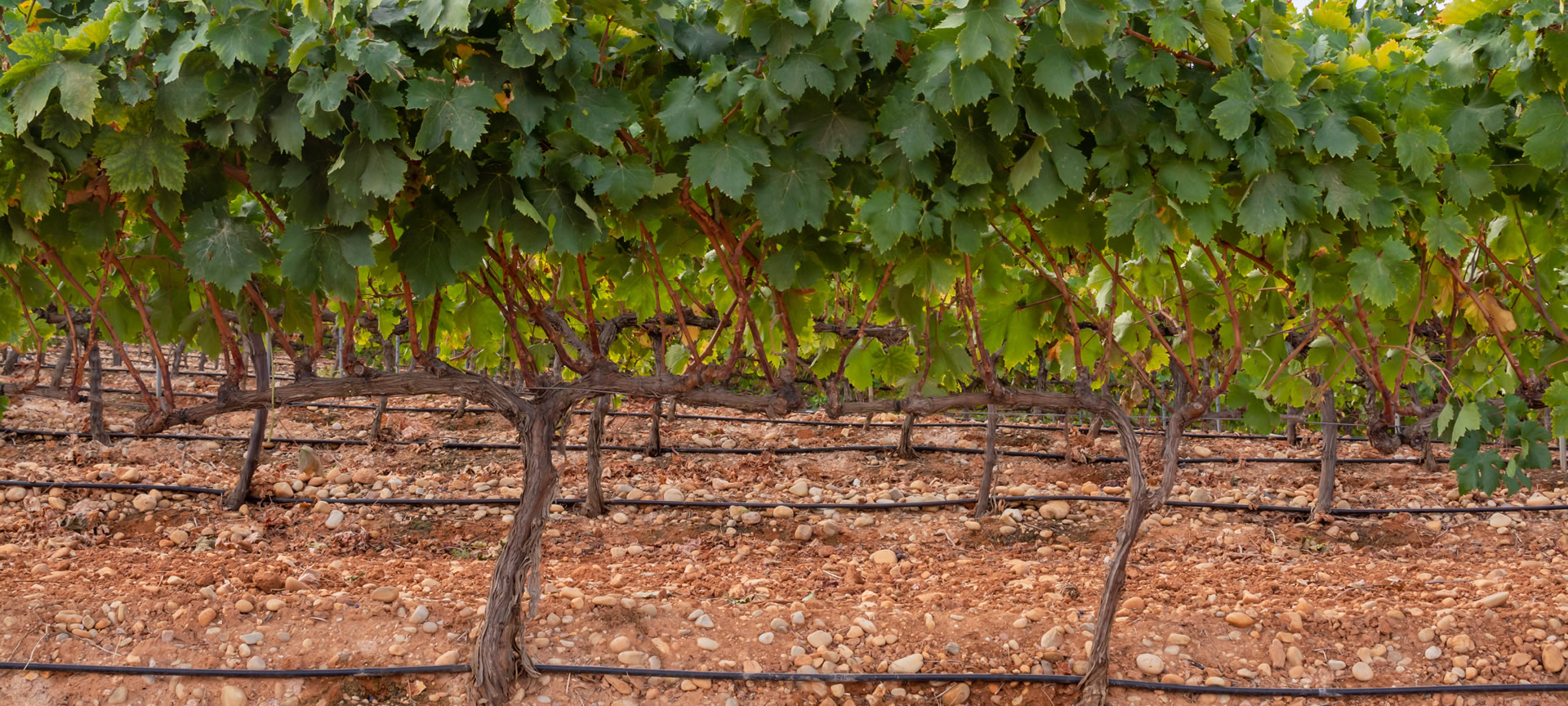 Winnice w regionie Montilla-Moriles, Andaluzja