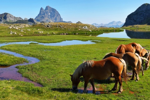 Caballos en el ibón de Anayet, entre Canfranc y Formigal, Huesca