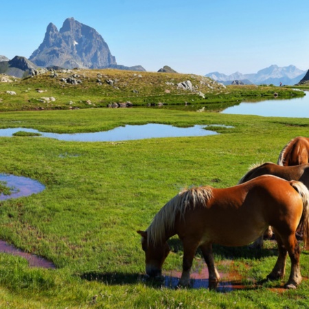 Horses at the Anayet ibón, between Canfranc and Formigal, Huesca