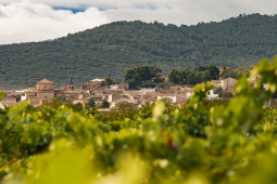 Rota do Vinho de Campo de Cariñena