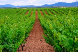 Weinberg von Cariñena, Zaragoza