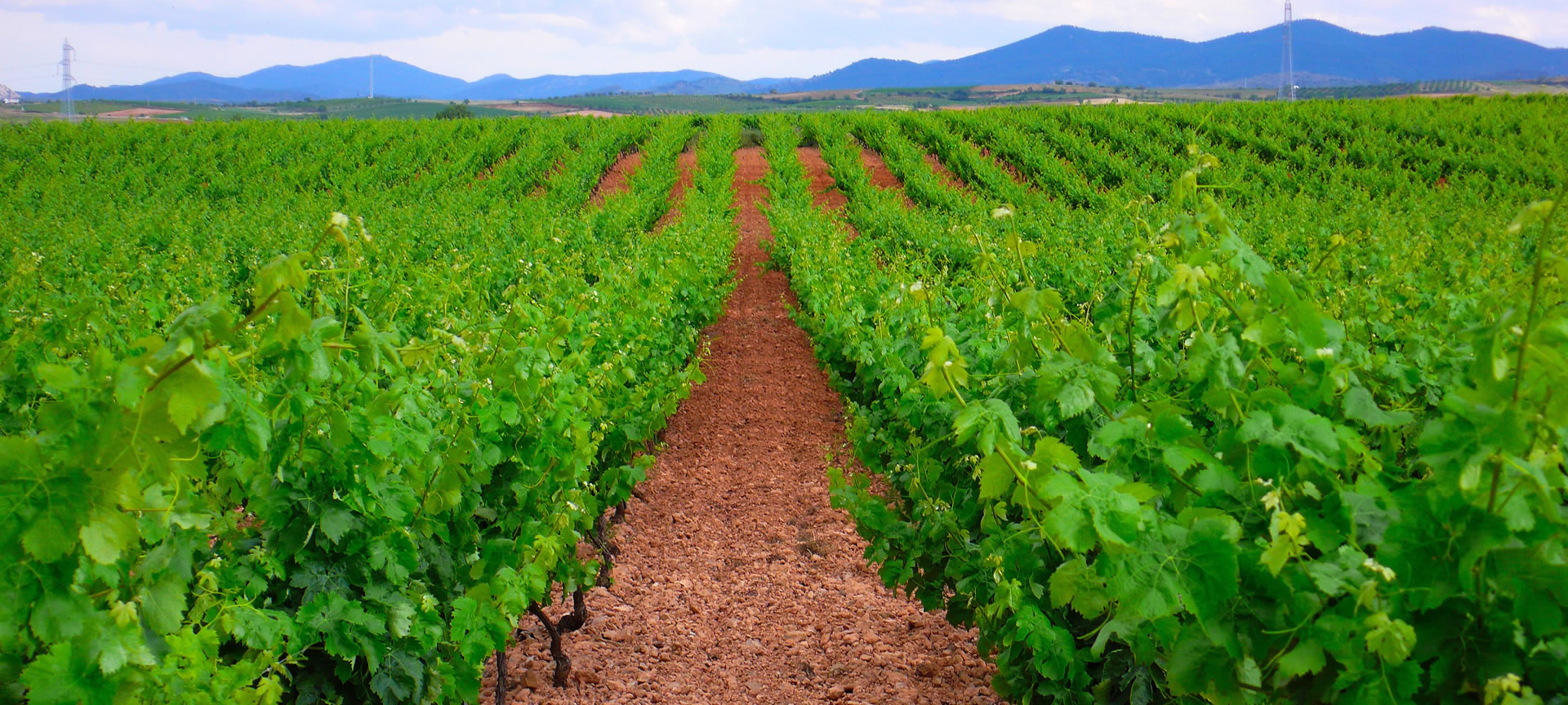 Weinberg von Cariñena, Zaragoza