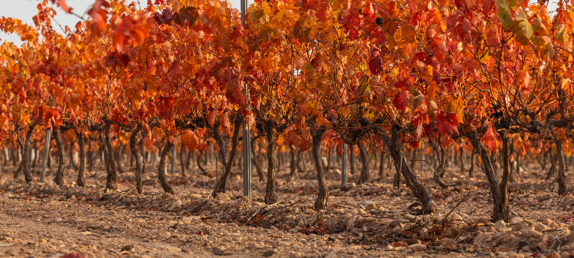 Campo de Borja, Aragón
