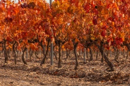 Campo de Borja, Aragon
