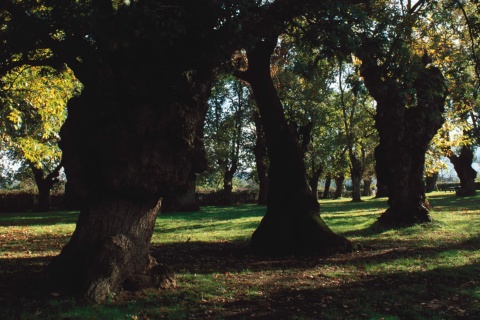 Petit bois de vieux chênes qui forme le monument naturel de la Carbayera El Tragamón, dans les Asturies