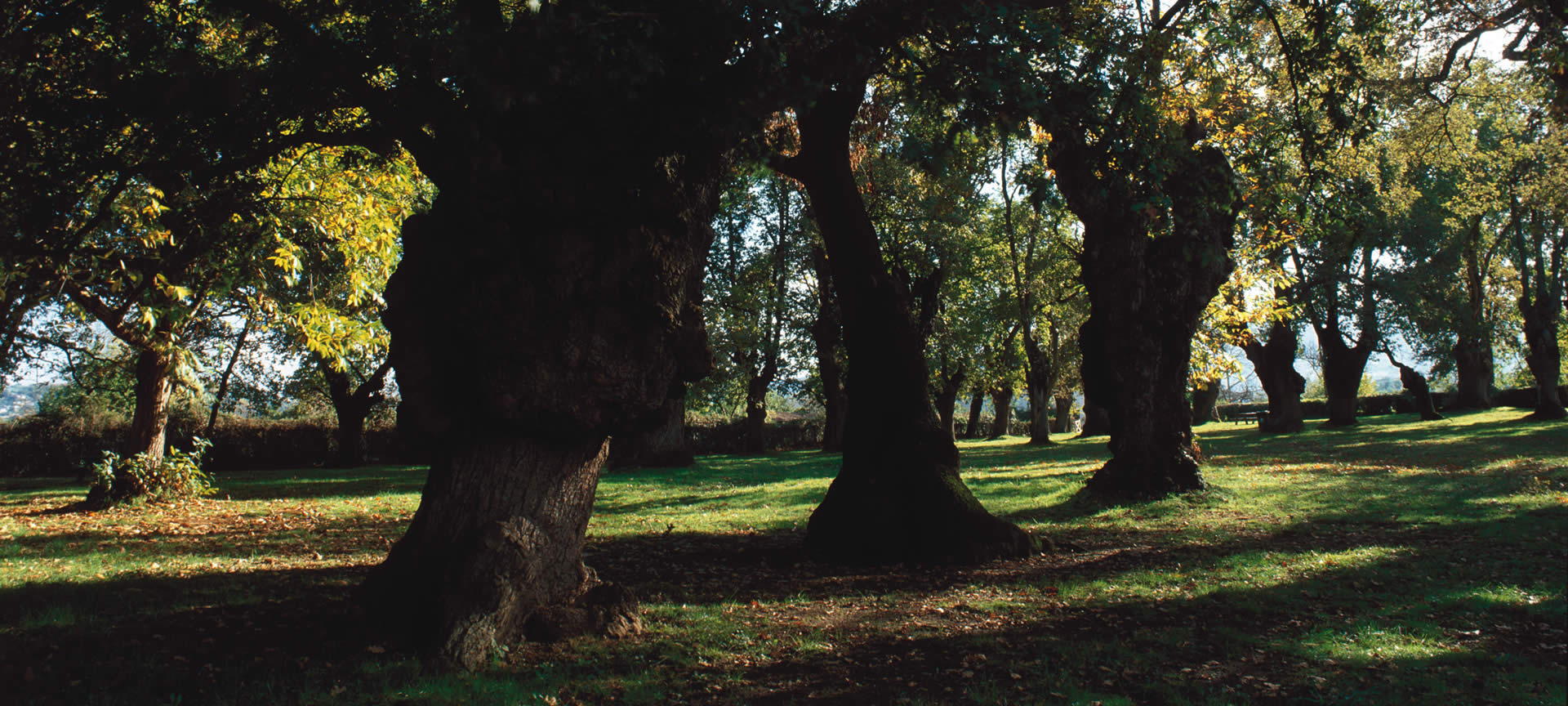 Pequena floresta de carvalhos antigos que formam o Monumento Natural de La Carbayera de El Tragamón, nas Astúrias Pequena floresta de carvalhos antigos que formam o Monumento Natural de La Carbayera de El Tragamón, nas Astúrias