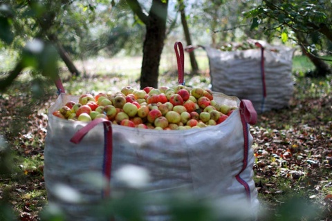 Piquenique com sidra em Cangas de Onís (Astúrias)