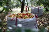 Picnic with cider in Cangas de Onís (Asturias)