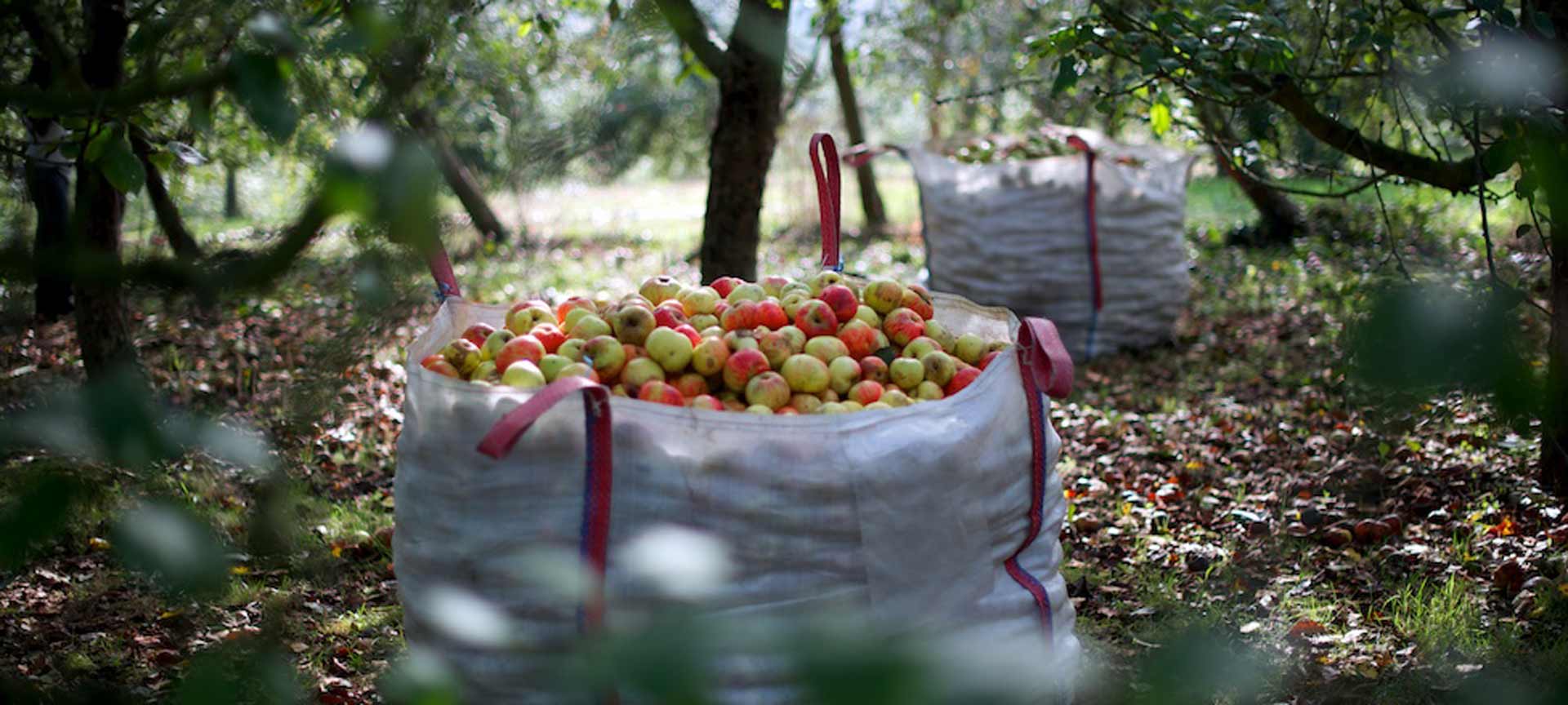 Picnic con sidra en Cangas de Onís (Asturias)