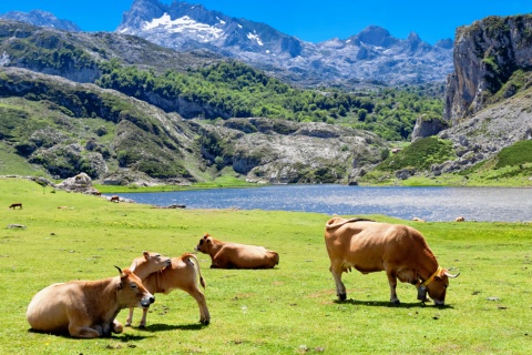 Mucche che pascolano vicino al lago Ercina a Covadonga