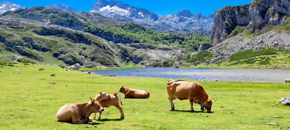Cows grazing by Lake Ercina in Covadonga