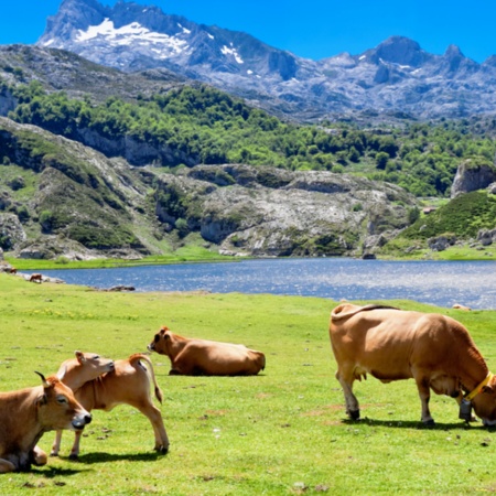 Krowy pasące się nad jeziorem Ercina w Covadonga