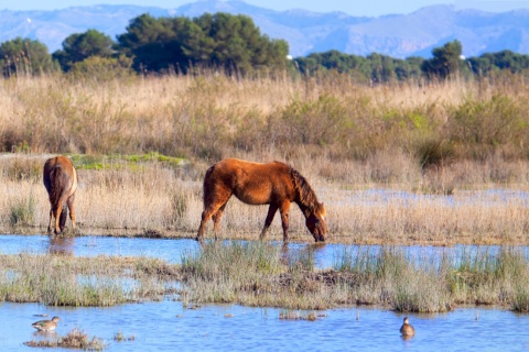 Cavalli al pascolo nel parco naturale dell