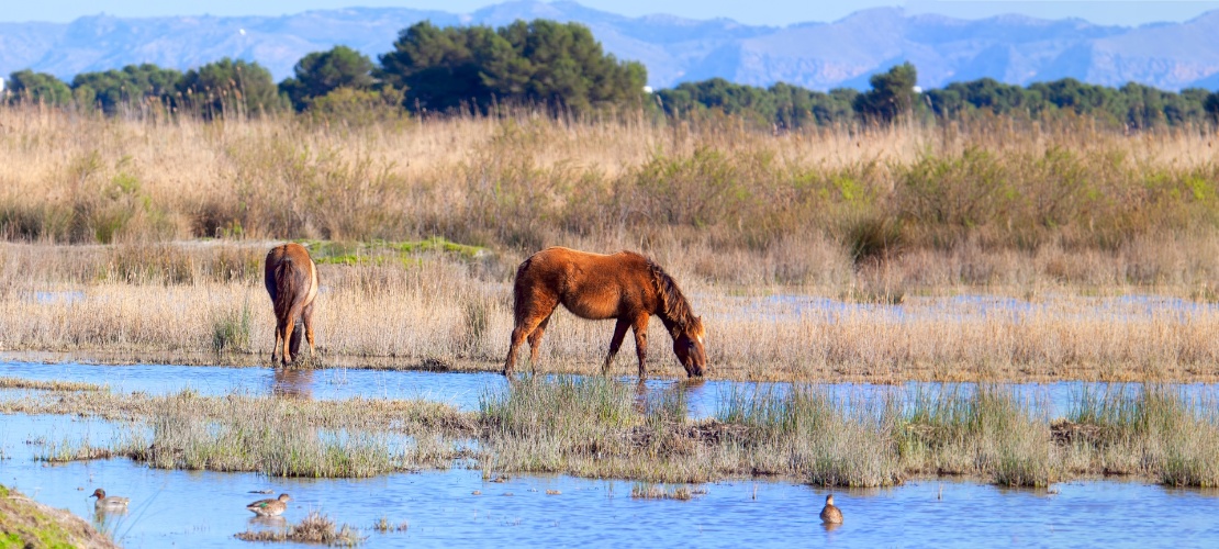 Caballos pastando en el Parque Natural de la Albufera de Mallorca, Islas Baleares