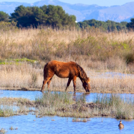 Des chevaux paissent dans le parc naturel de l