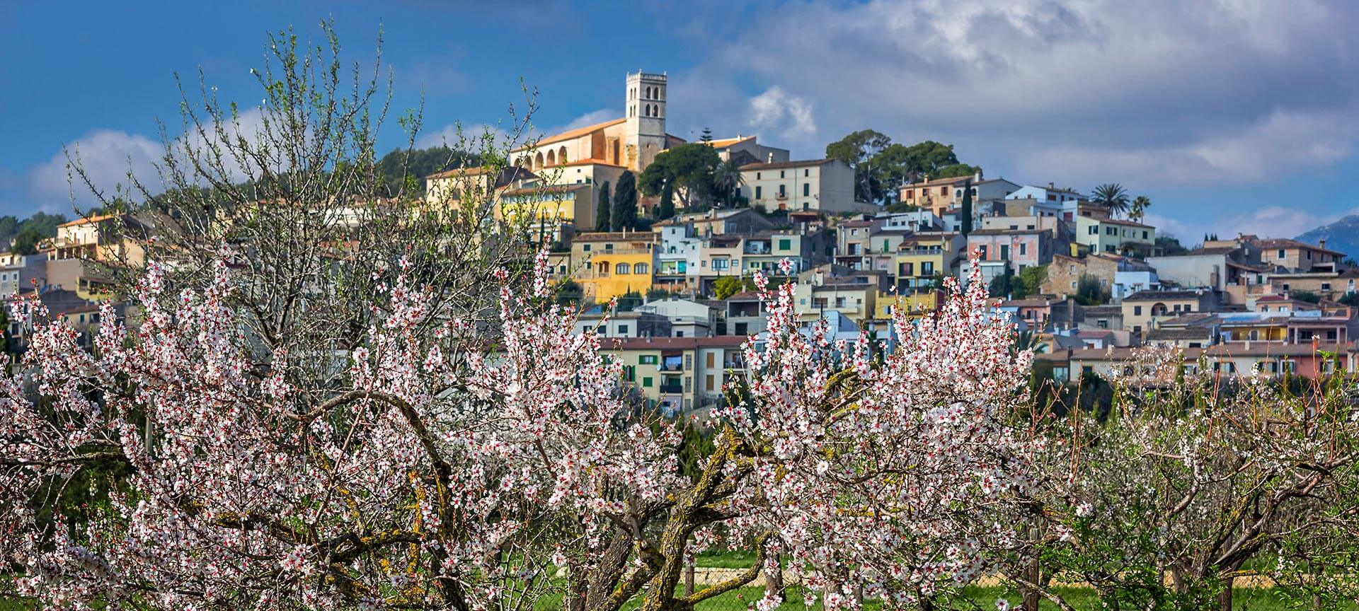 Fioritura nel paese di Selva a Maiorca, isole Baleari Fioritura nel paese di Selva a Maiorca, isole Baleari