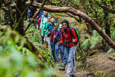 Trekking nel bosco di laurisilva