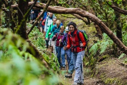 Randonnée dans une forêt de laurisylve