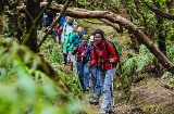 Senderismo en bosque de laurisilva