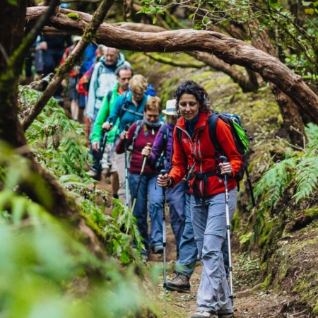 Caminhada em floresta de laurissilva