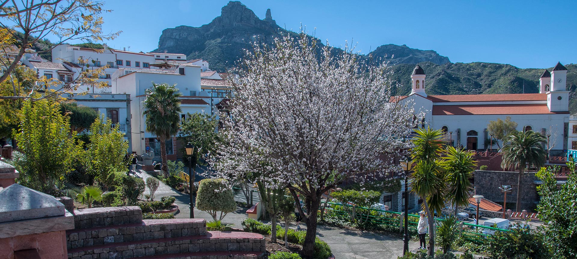 Flowering trees blooming in Tejeda, Gran Canaria