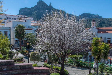 Kwitnące drzewa migdałowe w Tejeda, Gran Canaria