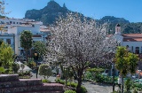 Amendoeiras florindo em Tejeda, Gran Canaria