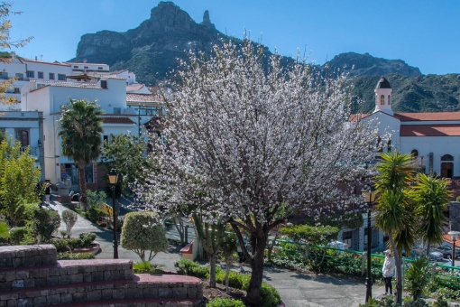 Amendoeiras florindo em Tejeda, Gran Canaria