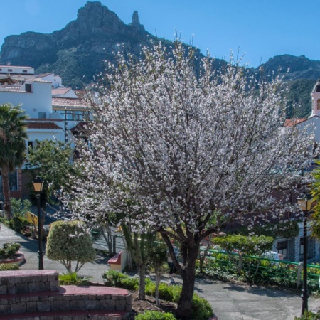 Kwitnące drzewa migdałowe w Tejeda, Gran Canaria